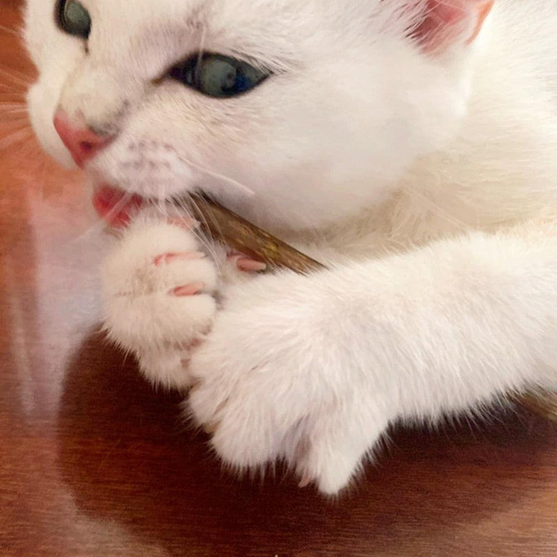 Bastão de Catnip Natural para Gatos - Limpeza e Saúde Dental