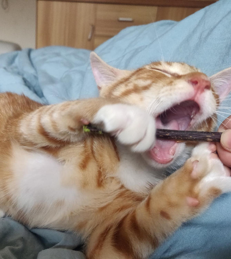 Bastão de Catnip Natural para Gatos - Limpeza e Saúde Dental